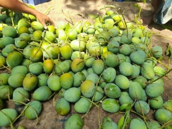 🥭 হিমসাগর আম - Image 3