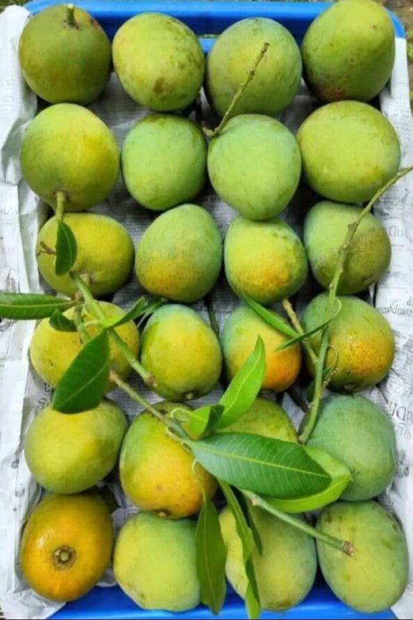🥭 হিমসাগর আম - Image 4