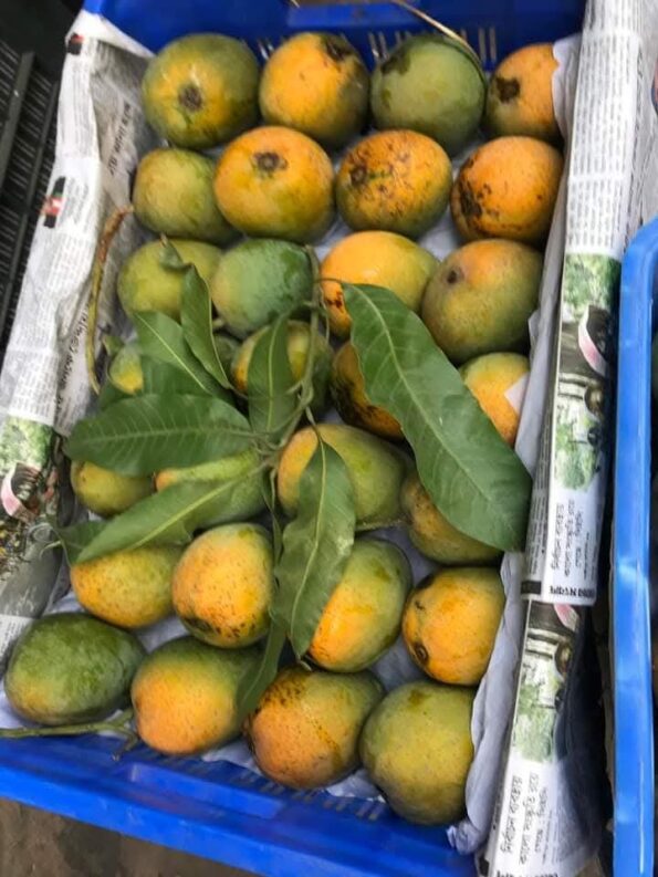 🥭 হিমসাগর আম - Image 7