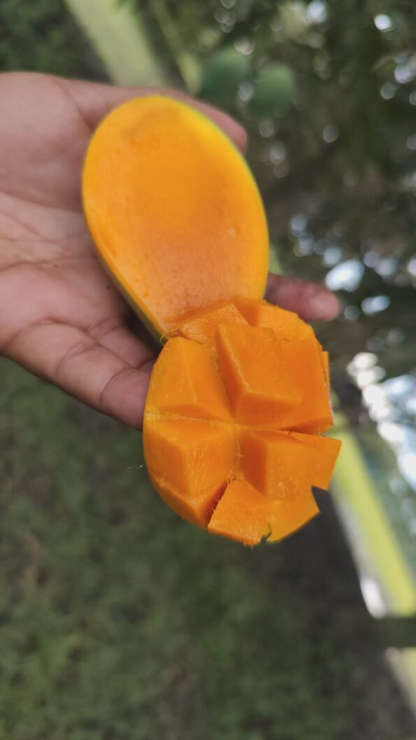 বিখ্যাত আম্রপালি আম - Image 7