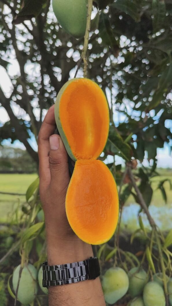 বিখ্যাত আম্রপালি আম - Image 6