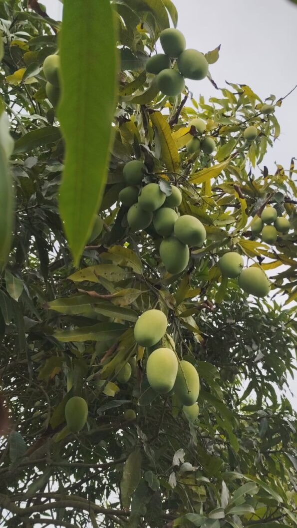 বিখ্যাত আম্রপালি আম - Image 4