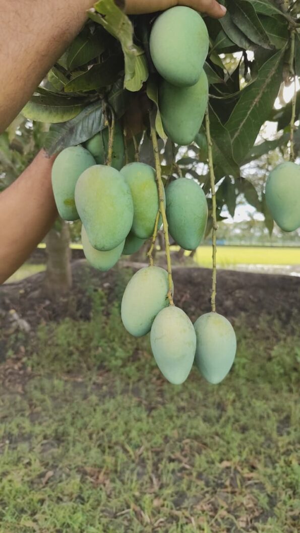 বিখ্যাত আম্রপালি আম - Image 3