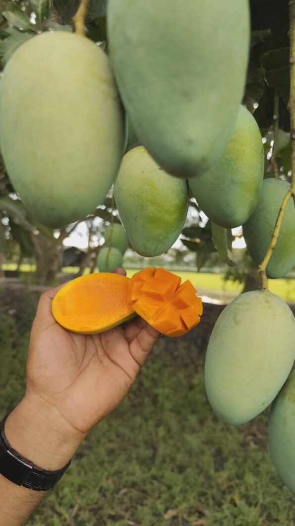 বিখ্যাত আম্রপালি আম - Image 2