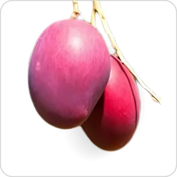 red palmar mango