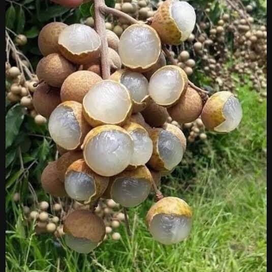 WhatsApp Image 2025-07-01 at 16.44.31_8a64b6c0