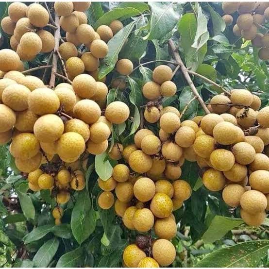 WhatsApp Image 2025-07-01 at 16.44.34_61269ce1