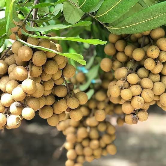 WhatsApp Image 2025-07-01 at 16.44.35_7d7f3bae