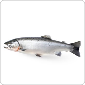Salmon - স্যালমন