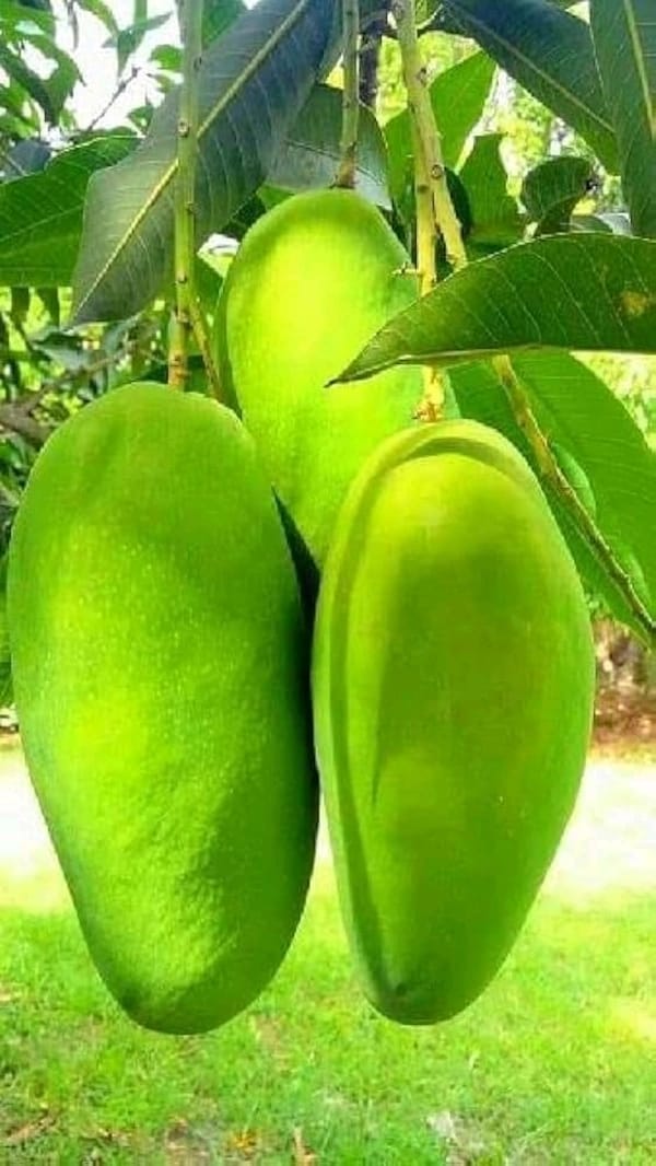 Thai Kachamitha - থাই কাঁচামিঠা - Image 12