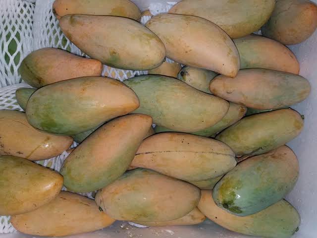 থাই জাম্বো ম্যাংগো - Thai Jambo Mango - Image 3