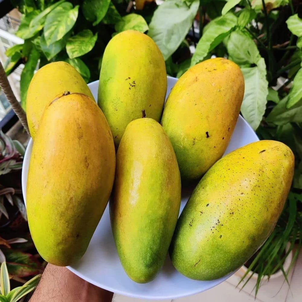 থাই জাম্বো ম্যাংগো - Thai Jambo Mango - Image 7