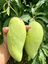 থাই জাম্বো ম্যাংগো - Thai Jambo Mango - Image 5