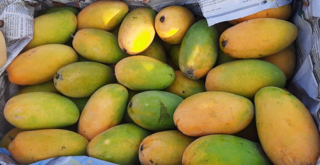 থাই জাম্বো ম্যাংগো - Thai Jambo Mango - Image 9
