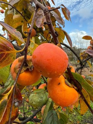 WhatsApp Image 2025-09-21 at 05.17.48_da923769