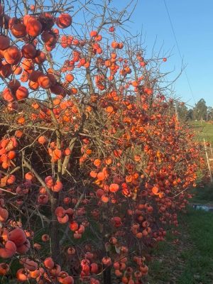 WhatsApp Image 2025-09-21 at 05.17.51_1ee23020