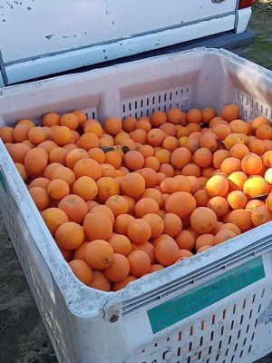 WhatsApp Image 2025-09-21 at 05.17.51_54995c46