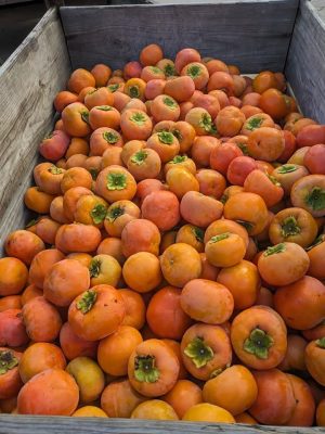 WhatsApp Image 2025-09-21 at 05.17.52_256b0fb9