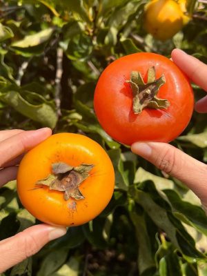 WhatsApp Image 2025-09-21 at 05.17.53_a4447609