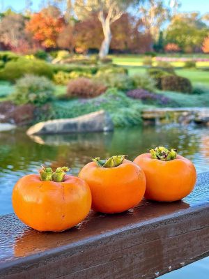 WhatsApp Image 2025-09-21 at 05.17.56_fd303d00