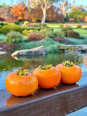 WhatsApp Image 2025-09-21 at 05.17.56_fd303d00