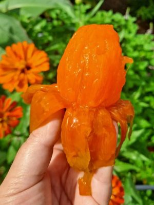 WhatsApp Image 2025-09-21 at 05.18.00_9d0344e2